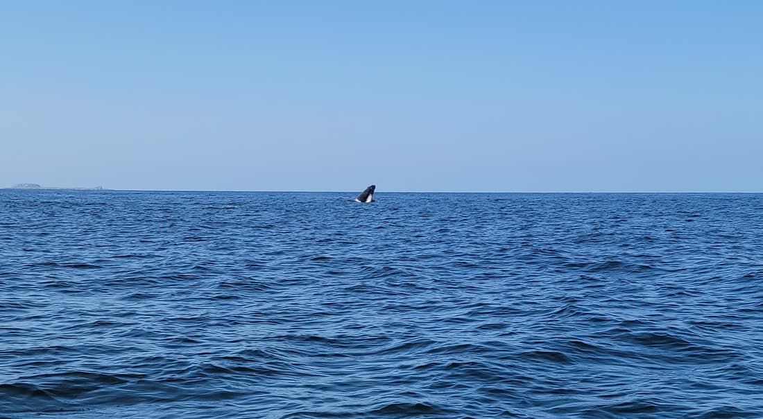 Whale Watching