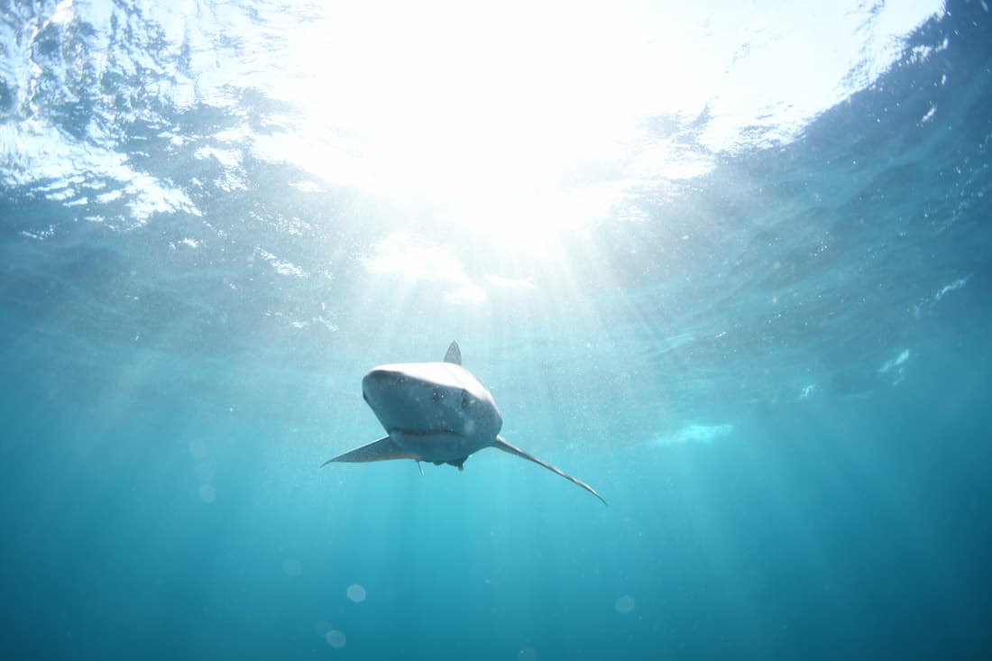 Shark Diving